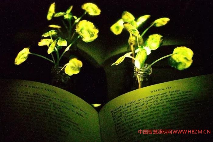 麻省理工学院的科学家宣布已经培育出发光植物,很快就会开始照亮房间
