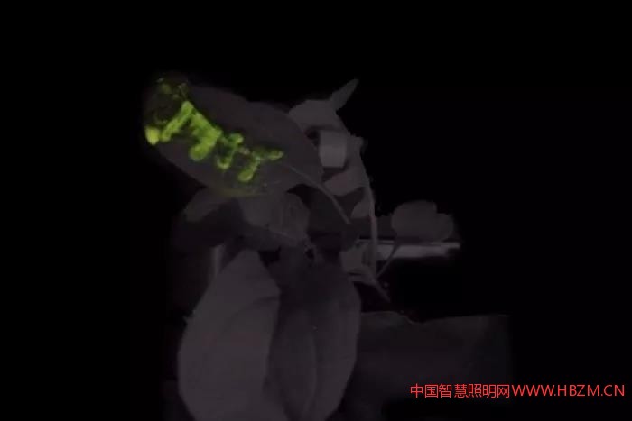 麻省理工学院的科学家将特别设计的纳米粒子嵌入到豆瓣菜植物的叶子中。