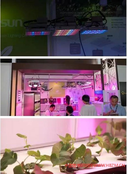 中国智慧照网植物照明