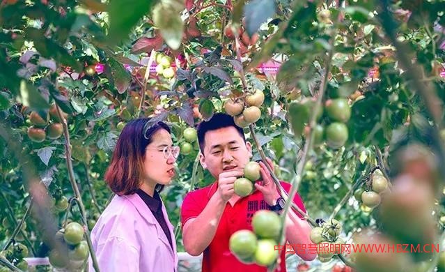 飞利浦GreenPower LED 补光系统---中国智慧照明网