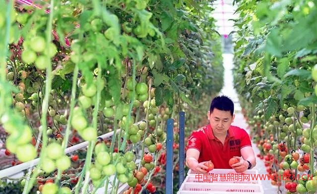 飞利浦GreenPower LED 补光系统---中国智慧照明网