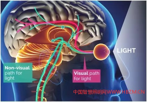 以人为本的照明