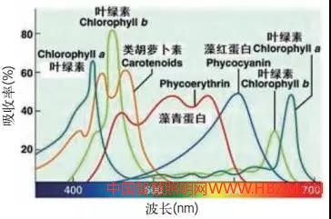 LED植物照明图2 植物生长几种生长素吸收光谱简图